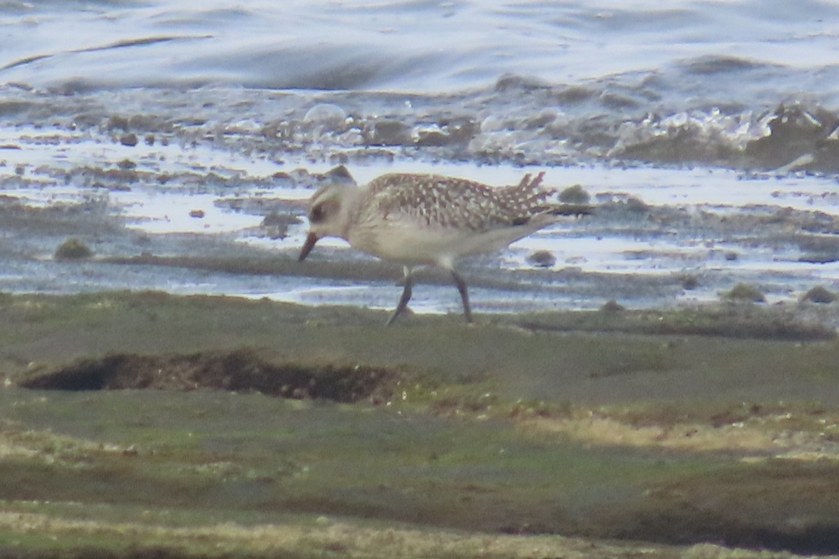 kulík bledý - ML645048573