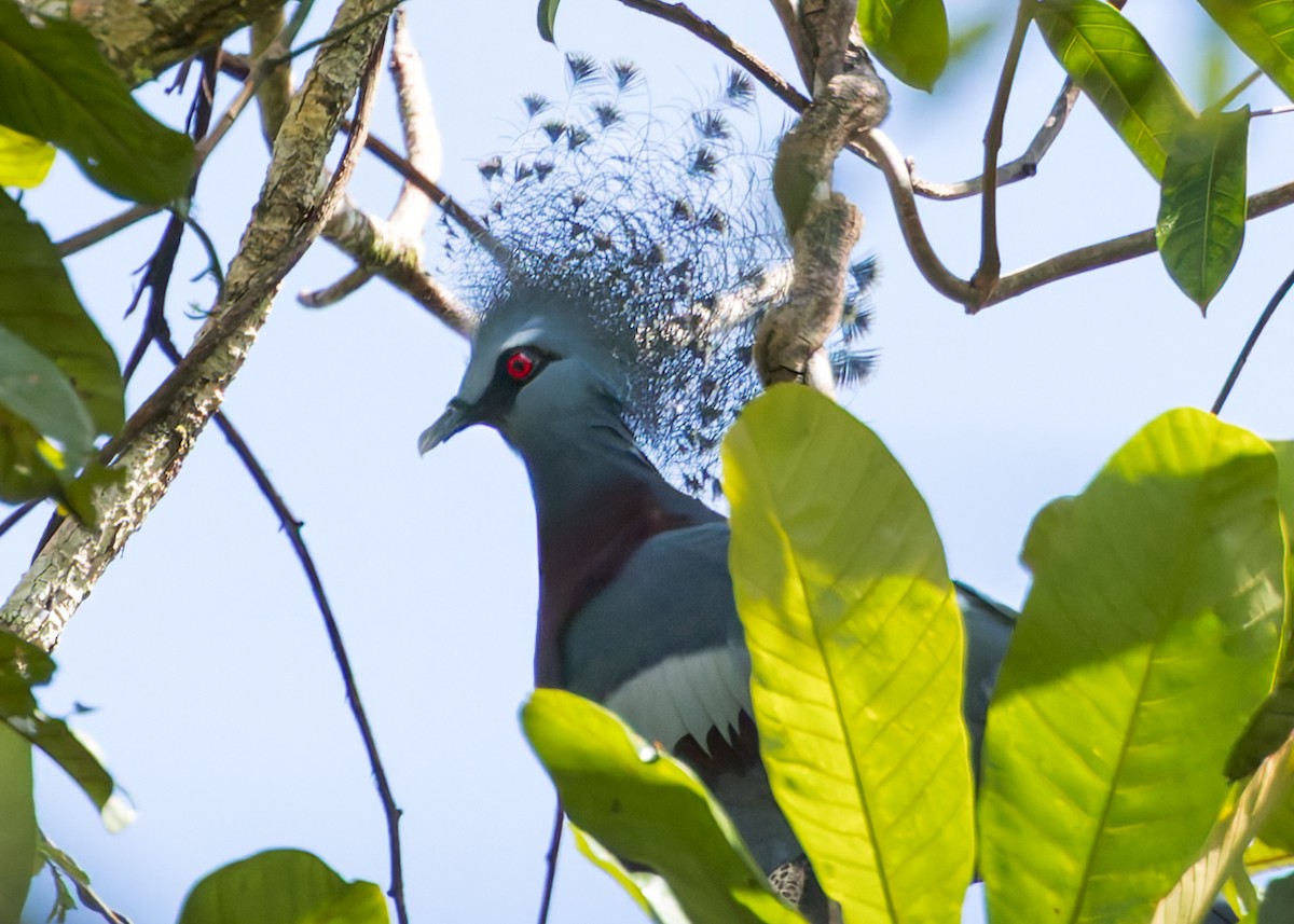 Victoria Crowned-Pigeon - ML645048585