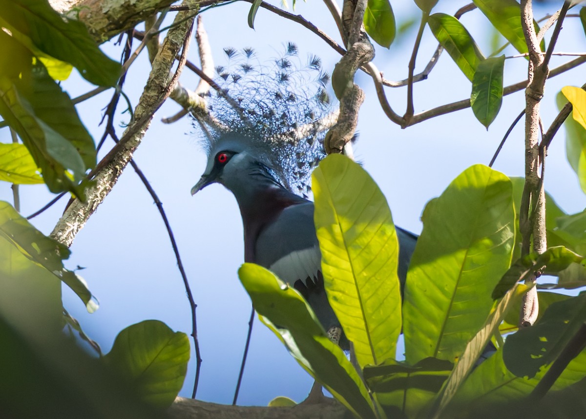 Victoria Crowned-Pigeon - ML645048586