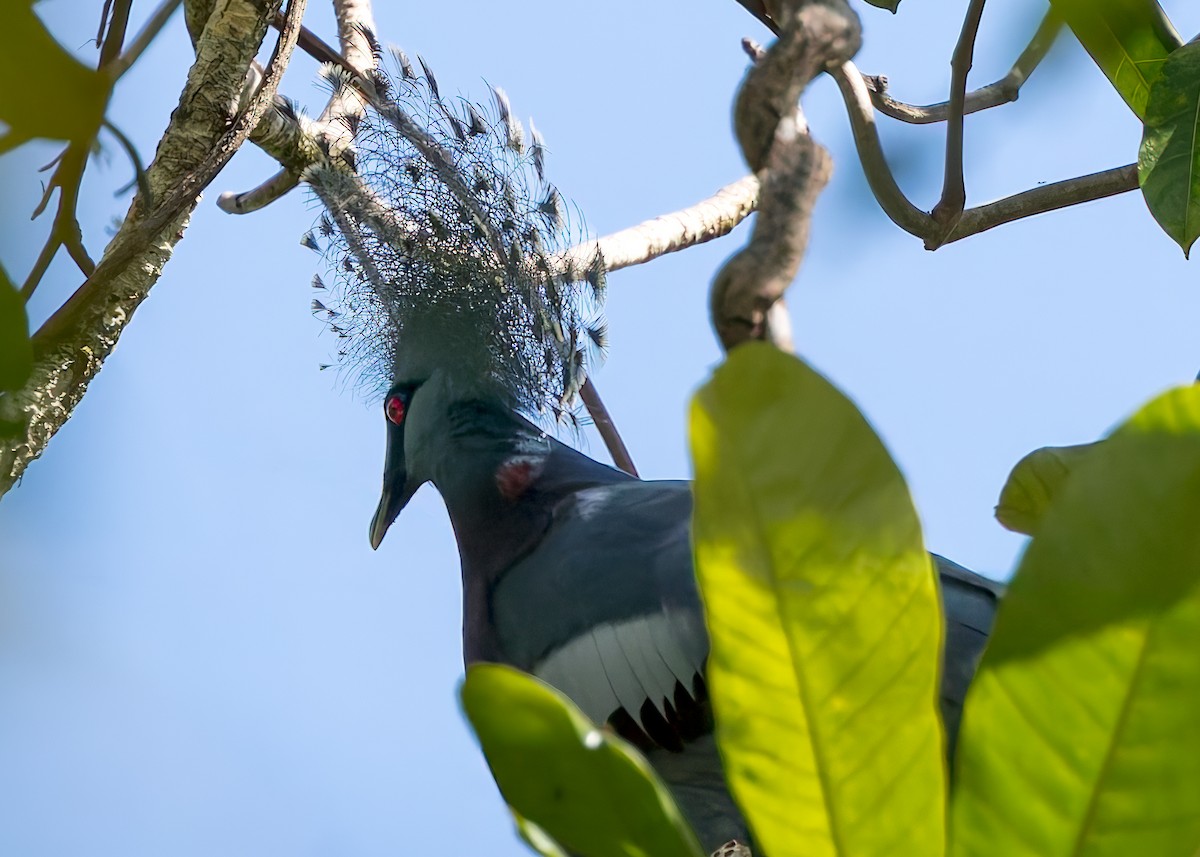 Victoria Crowned-Pigeon - ML645048587