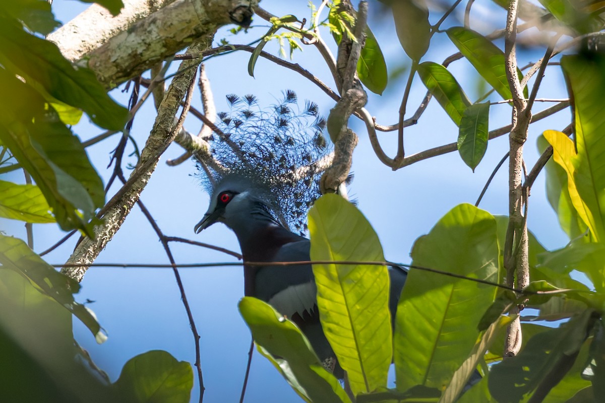 Victoria Crowned-Pigeon - ML645048589