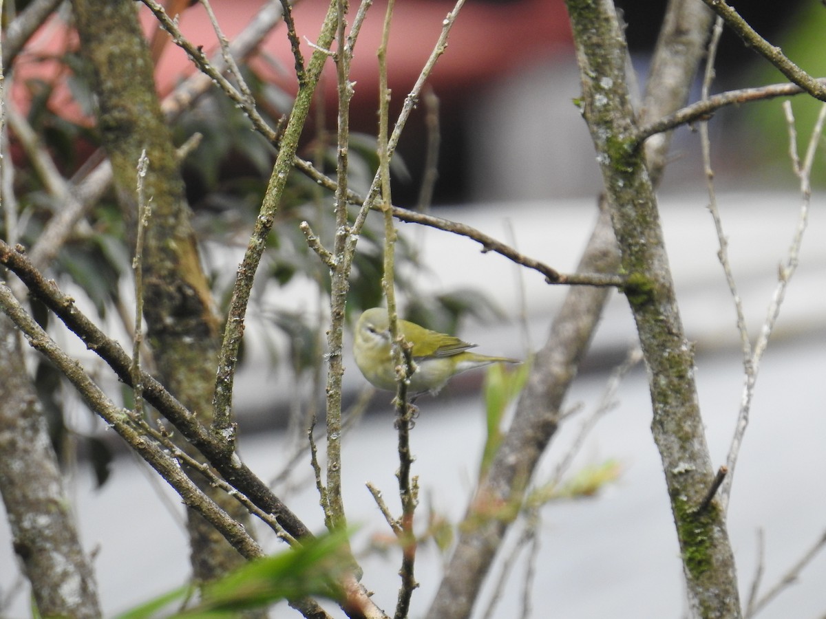 Tennessee Warbler - ML645048597