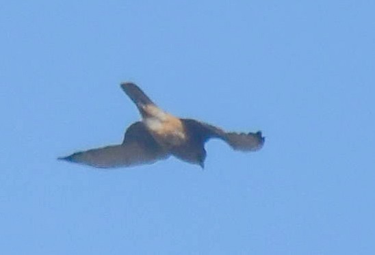 falcon sp. - ML645048627