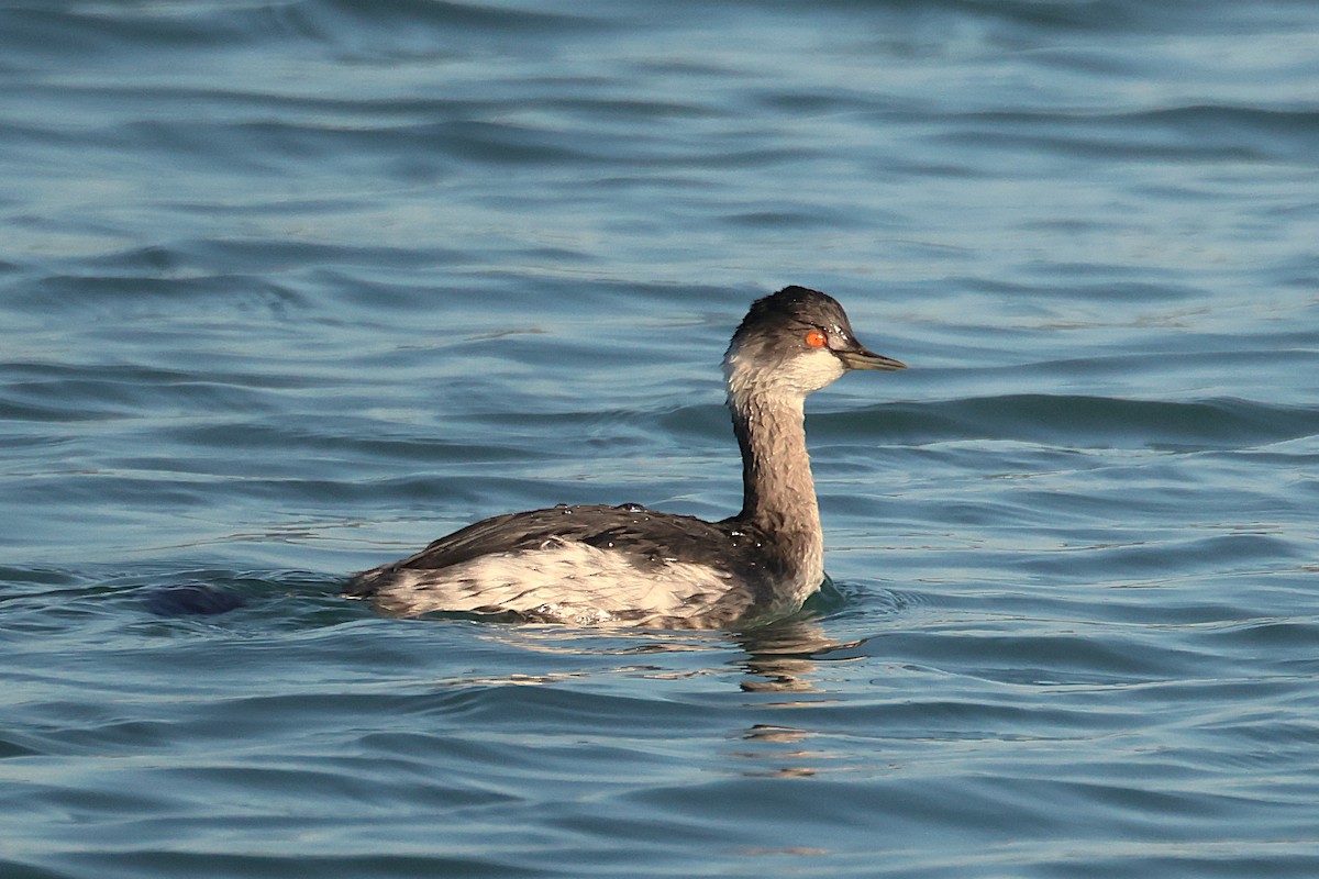 黑頸鸊鷉 - ML645048632