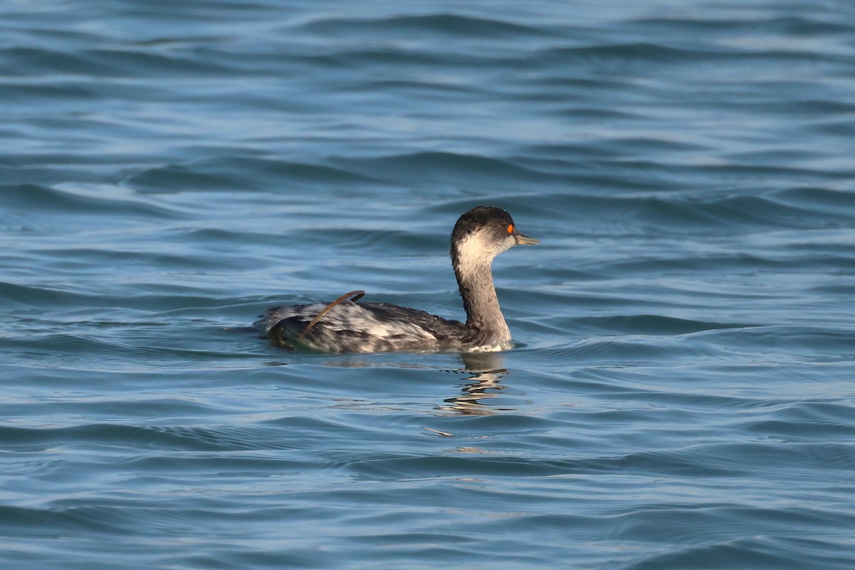 黑頸鸊鷉 - ML645048633