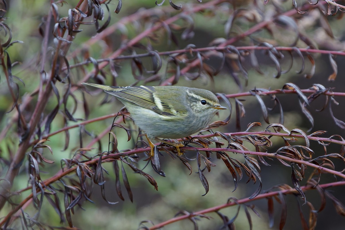 Yellow-browed Warbler - ML645048636