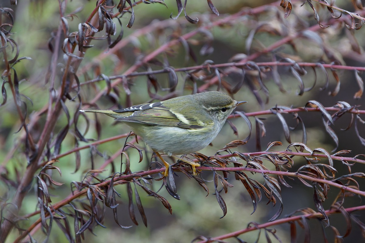 Yellow-browed Warbler - ML645048638