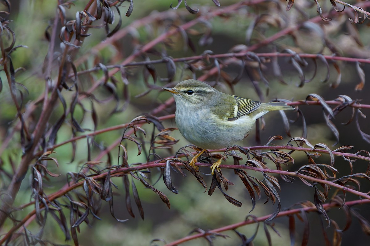 Yellow-browed Warbler - ML645048639