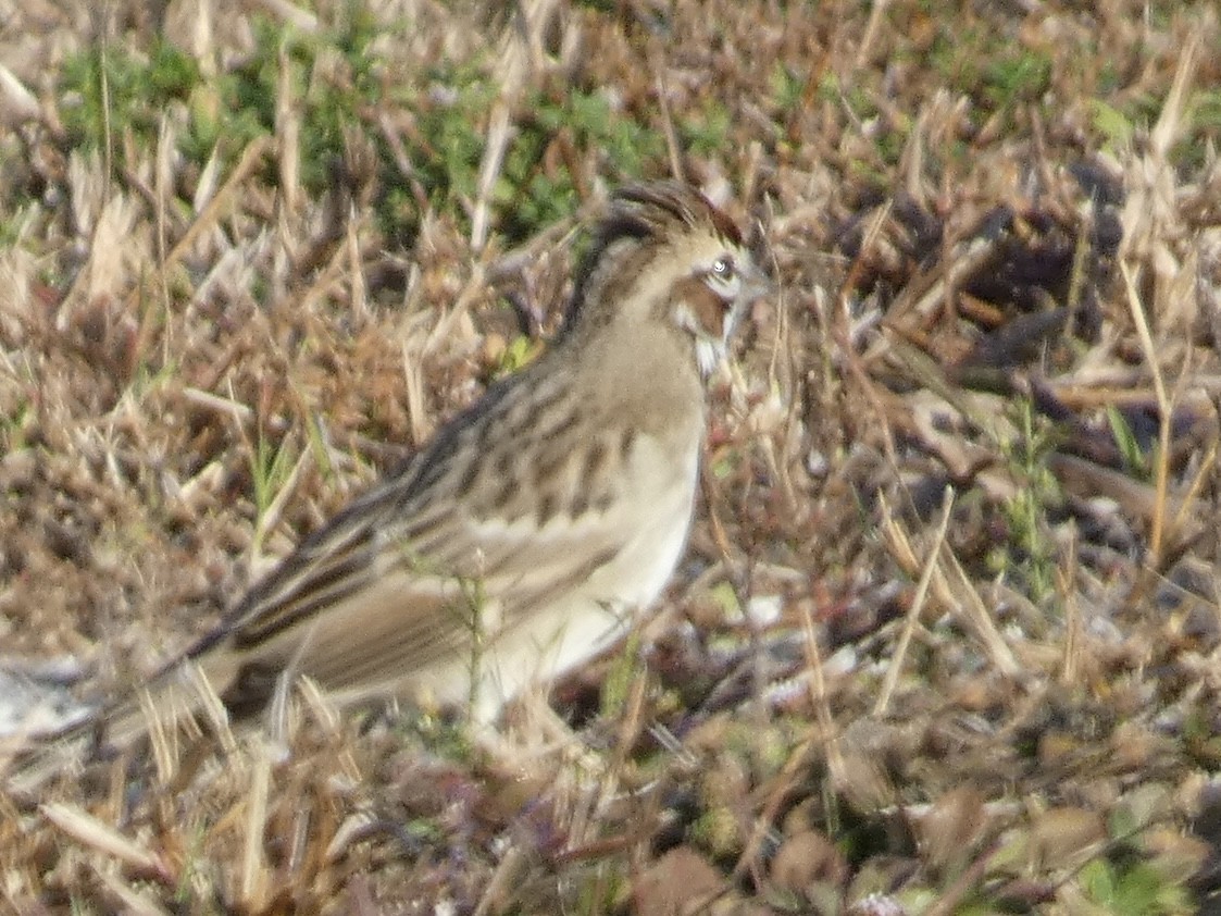 Lark Sparrow - ML645048657