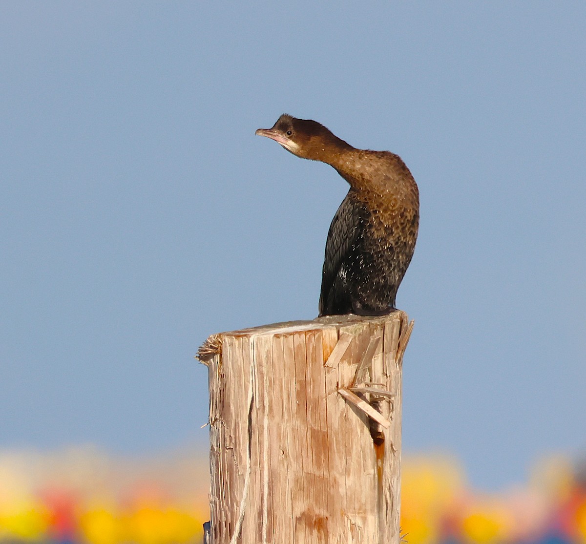 Pygmy Cormorant - ML645048658