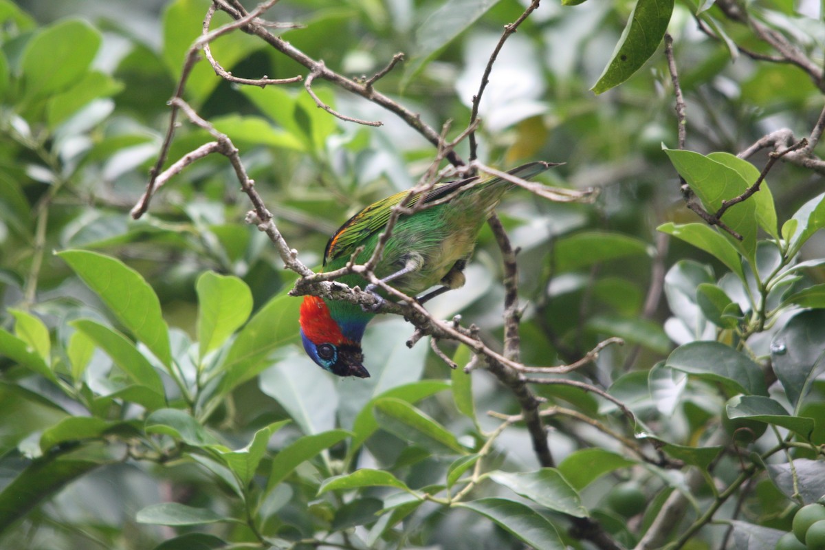 Red-necked Tanager - ML645048672