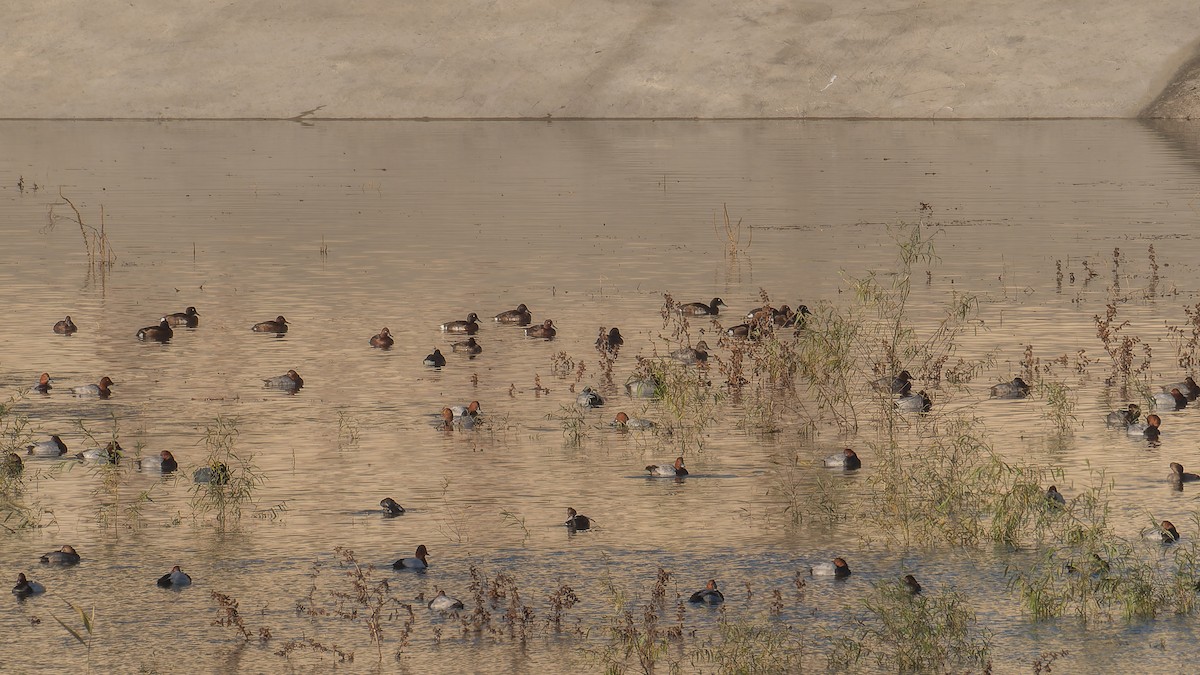 Baer's Pochard - ML645048703
