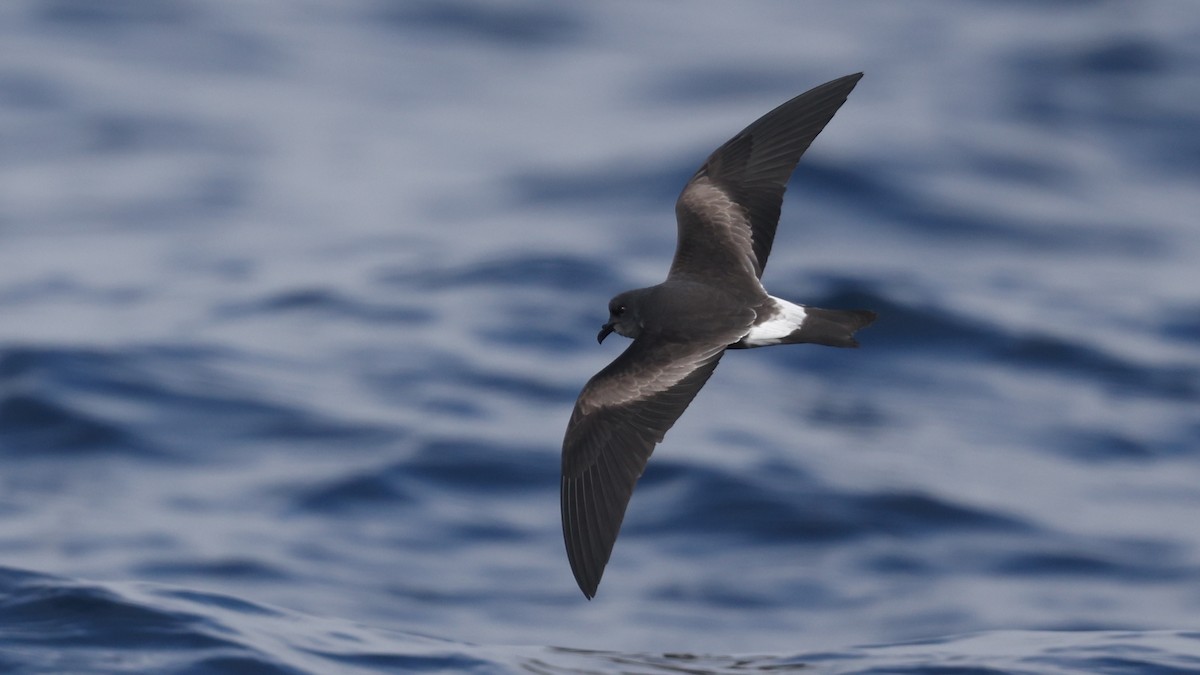 Leach's Storm-Petrel (Leach's) - Mark Scheel