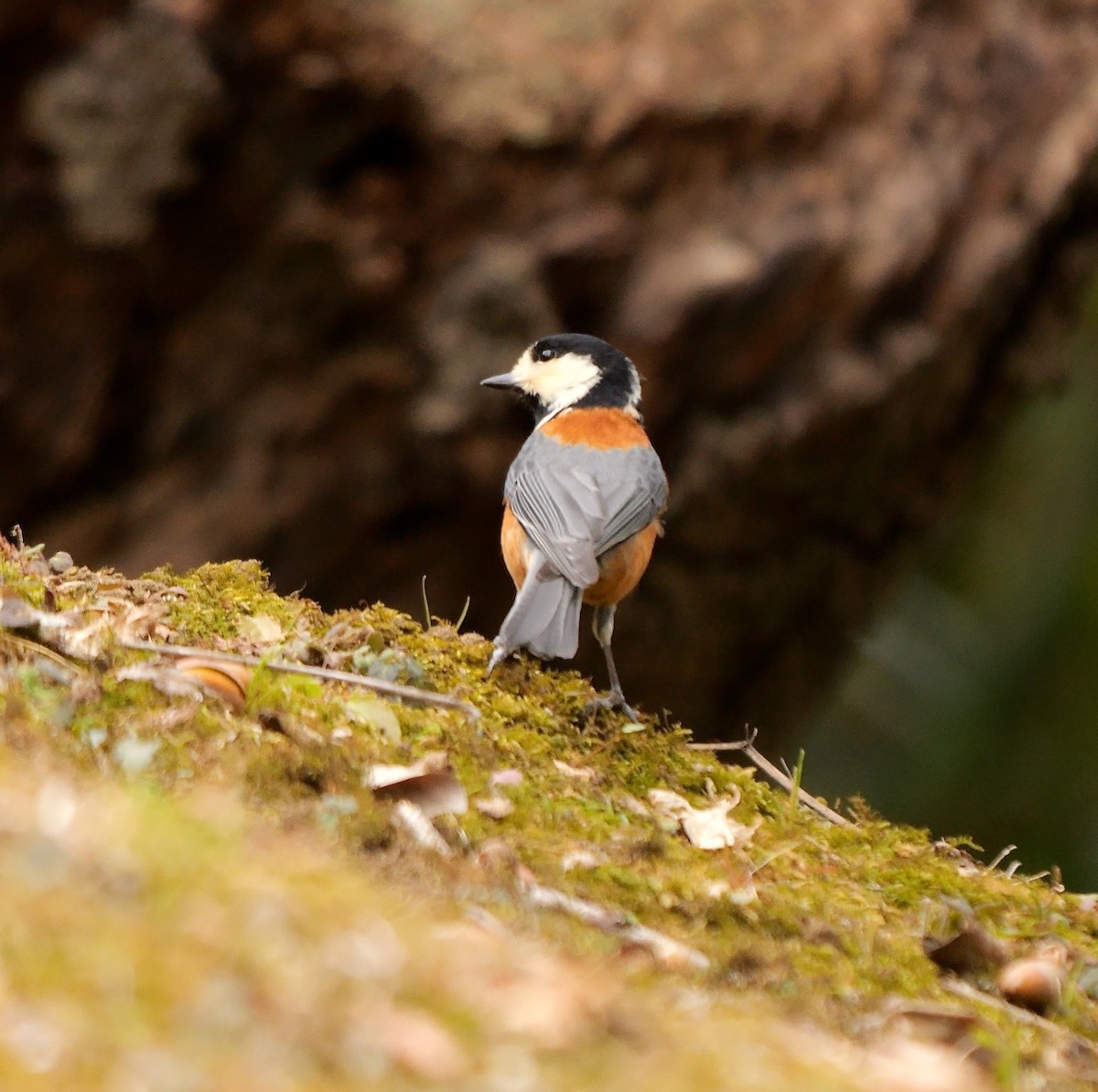 Varied Tit - ML645048742