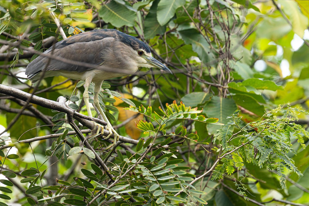 Black-crowned Night Heron (Eurasian) - ML645048753