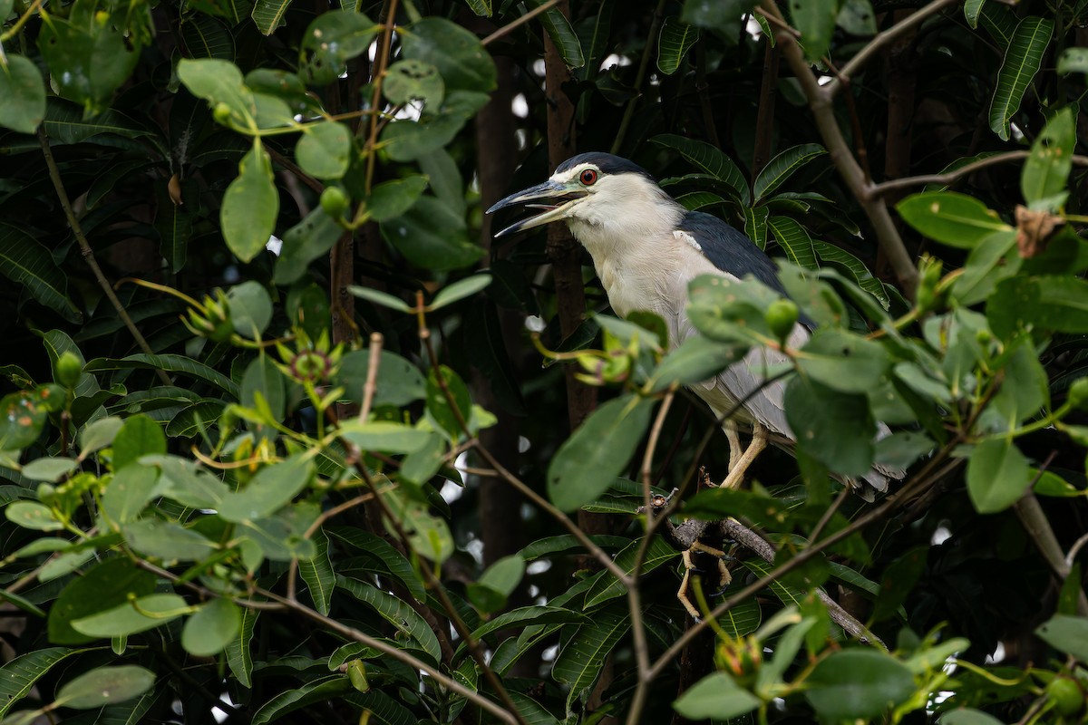 Black-crowned Night Heron (Eurasian) - ML645048754