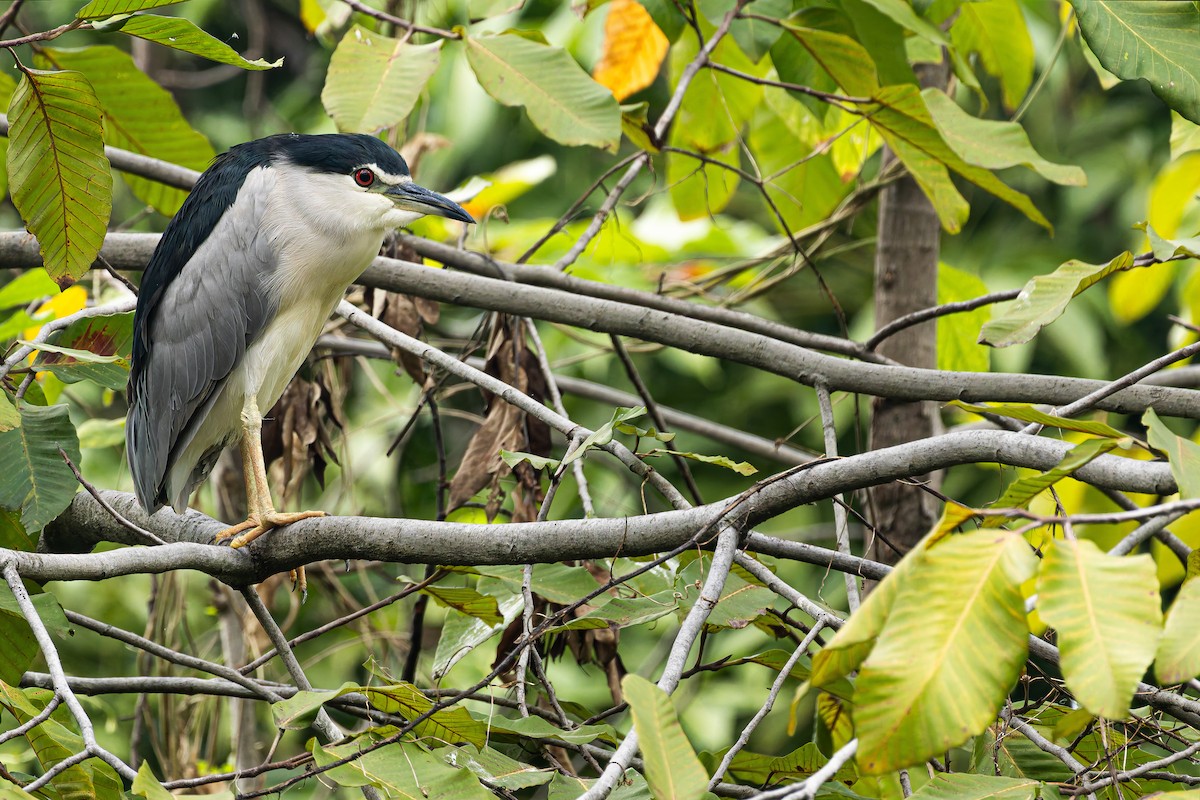 Black-crowned Night Heron (Eurasian) - ML645048755