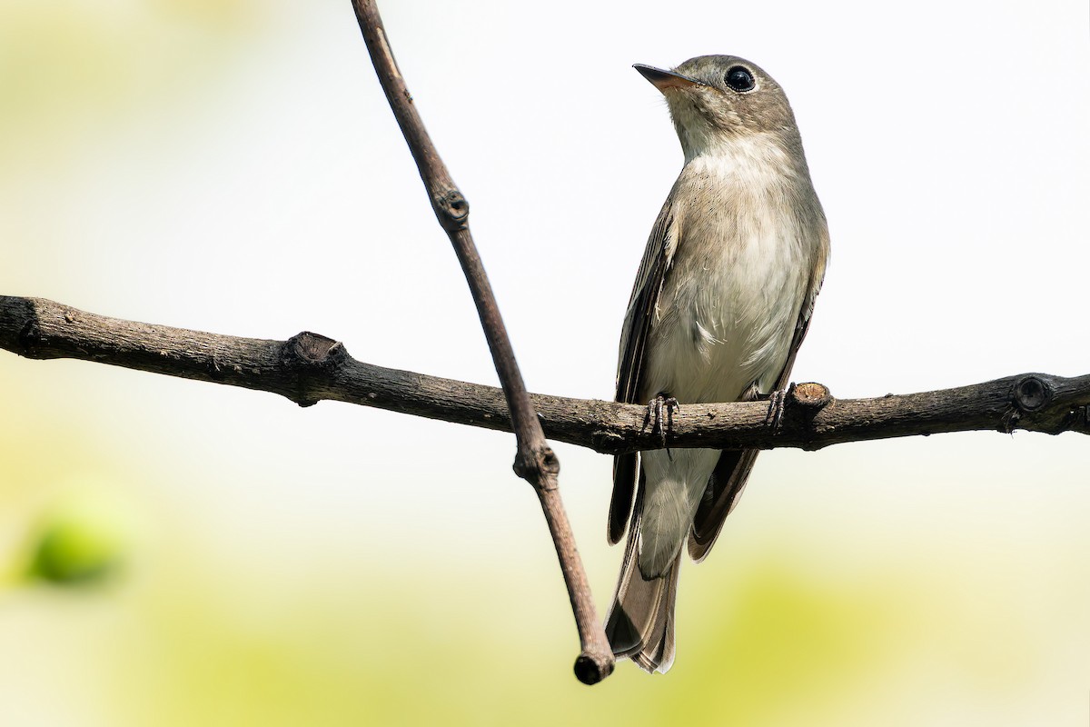Asian Brown Flycatcher - ML645048760