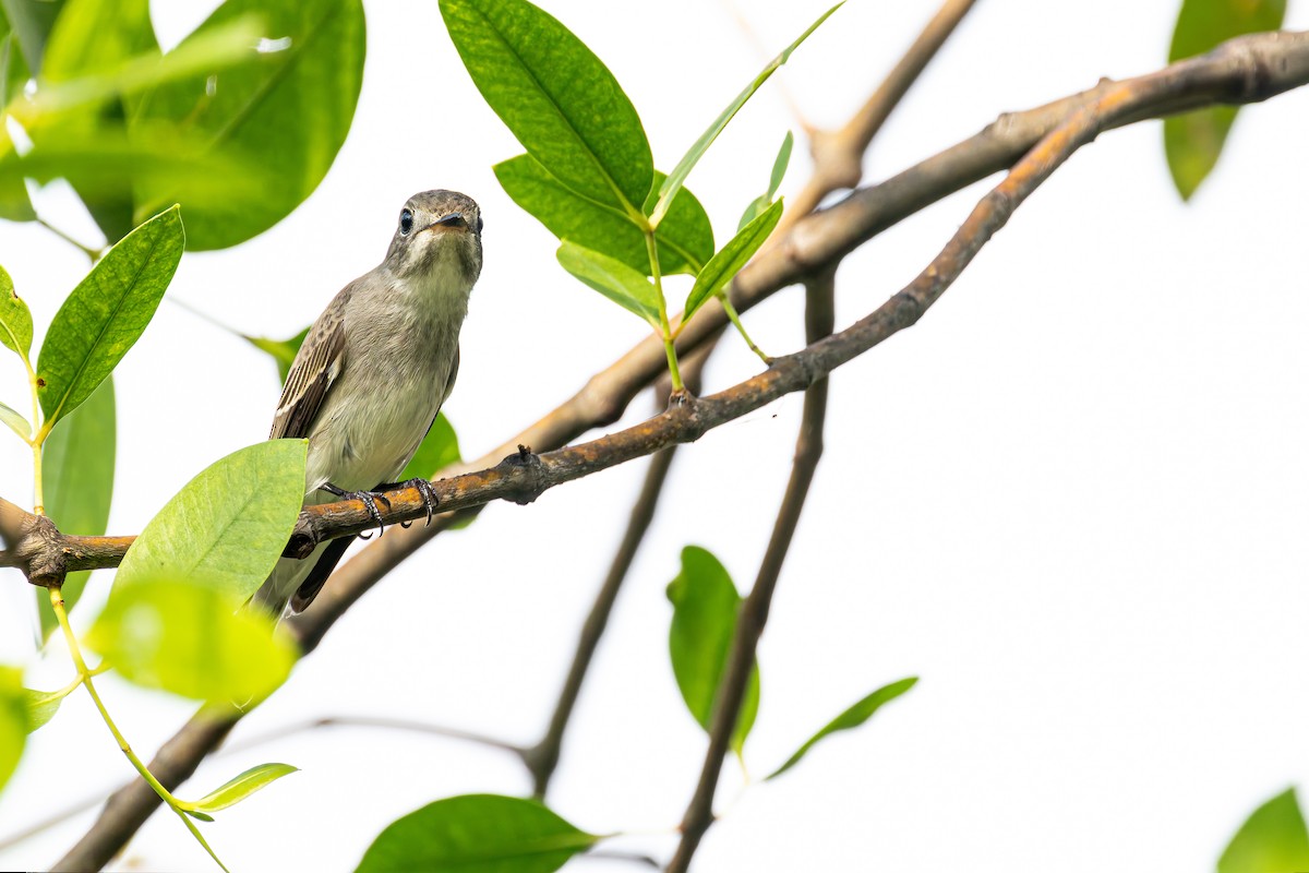 Asian Brown Flycatcher - ML645048761