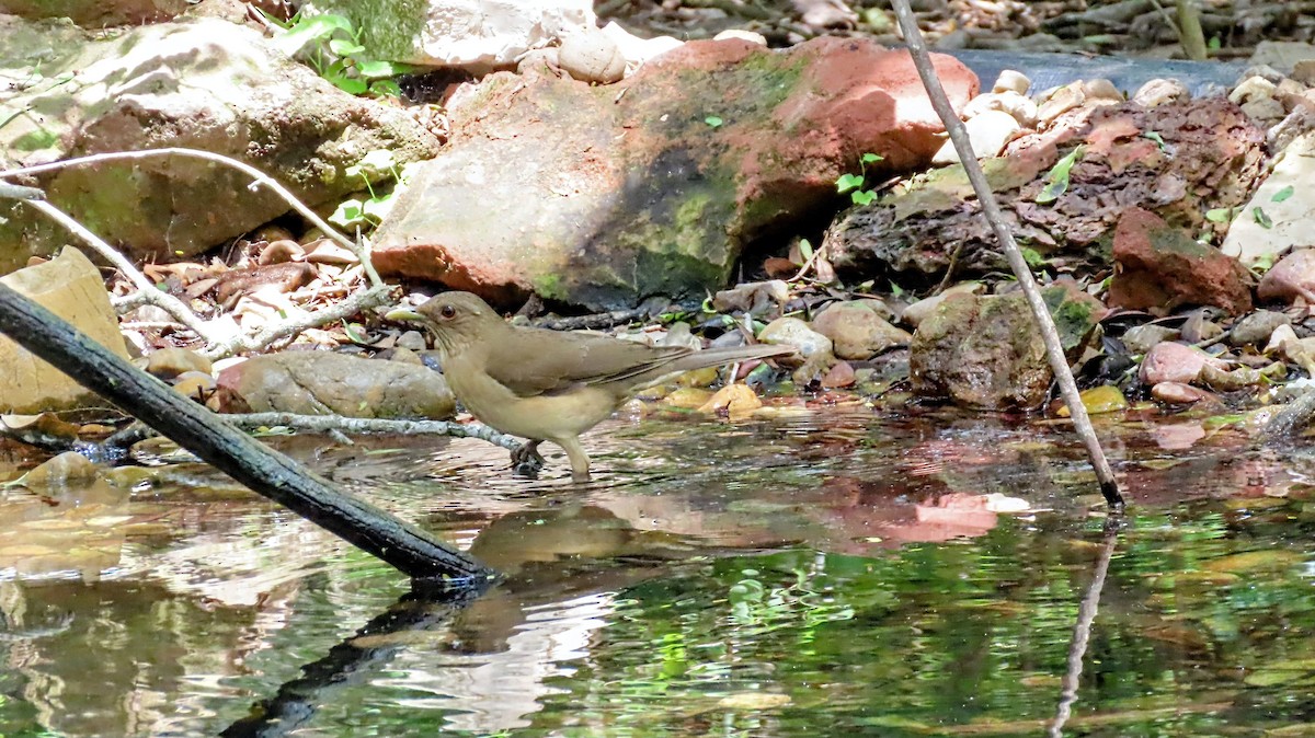 Merle fauve - ML645048764