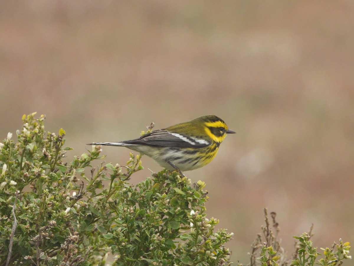 Townsend's Warbler - ML645048765