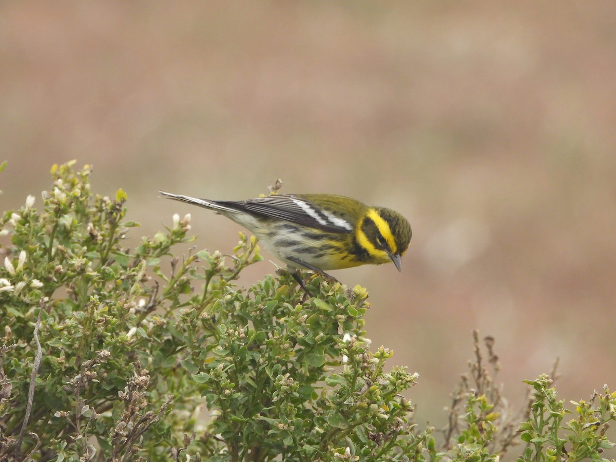 Townsend's Warbler - ML645048766