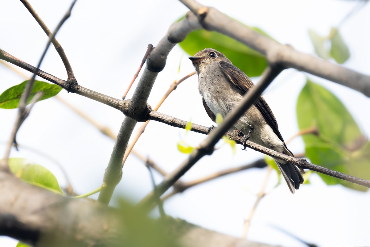 Dark-sided Flycatcher - ML645048768