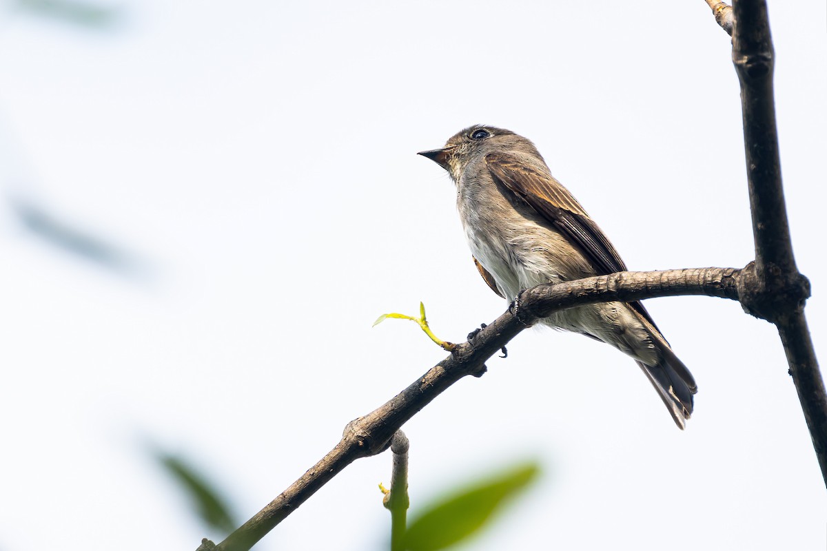 Dark-sided Flycatcher - ML645048769