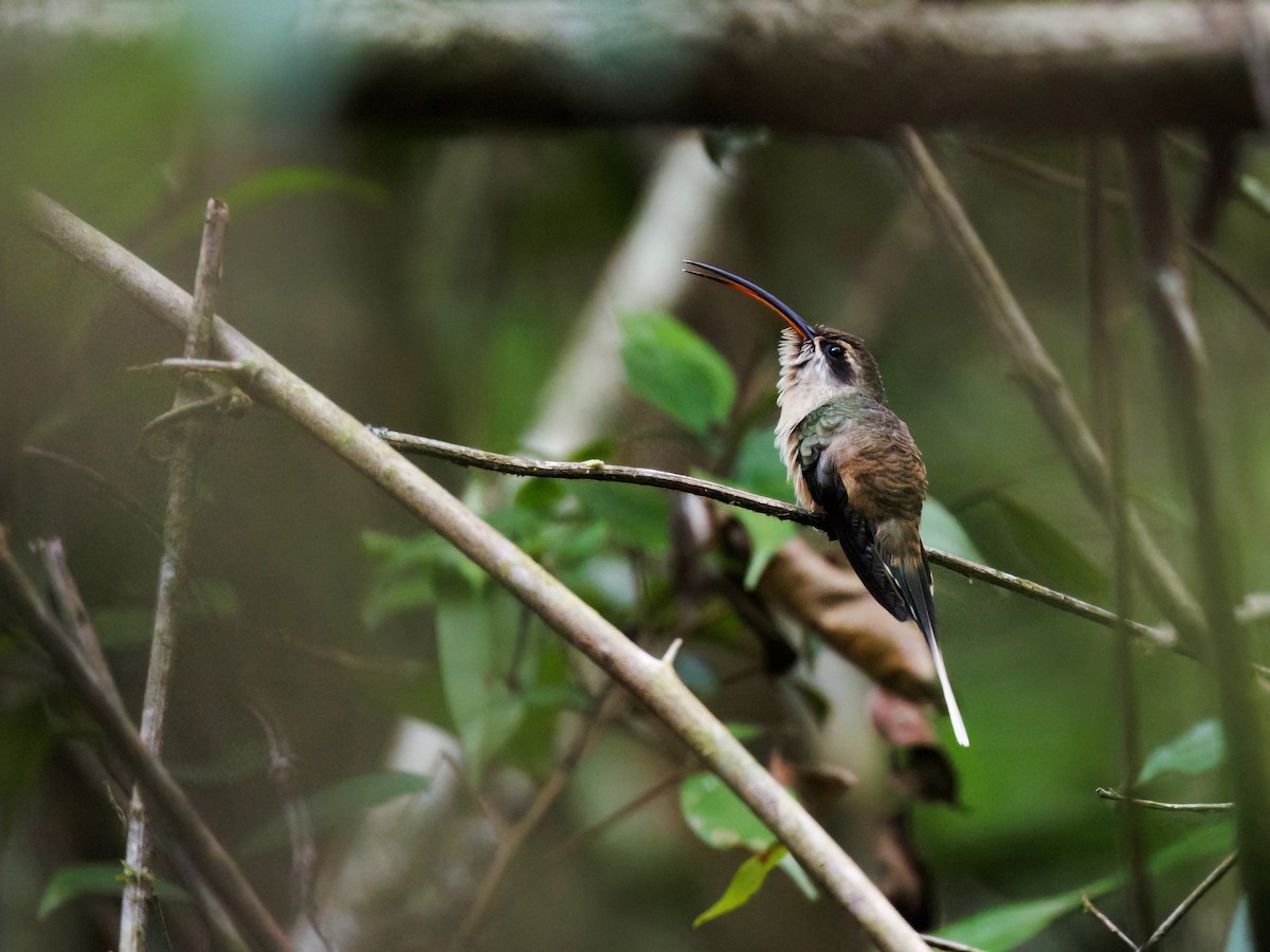 Long-tailed Hermit - ML645048770