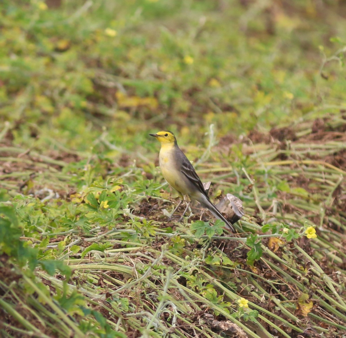 黃頭鶺鴒 - ML645048785