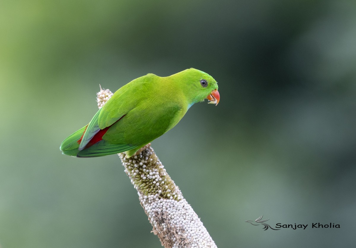 Vernal Hanging-Parrot - ML645048806