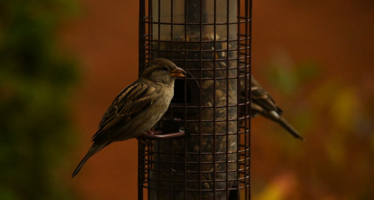 vrabec domácí - ML645048809