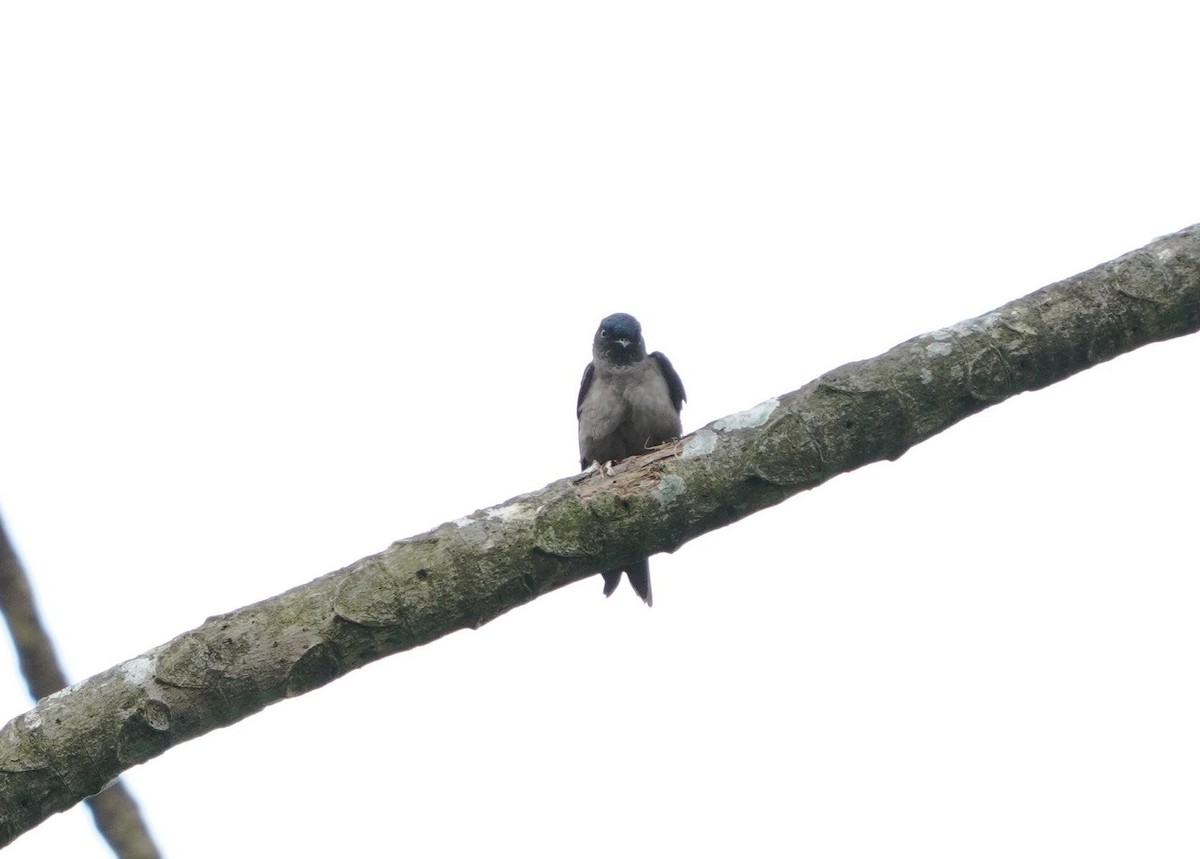 White-thighed Swallow - ML645048810