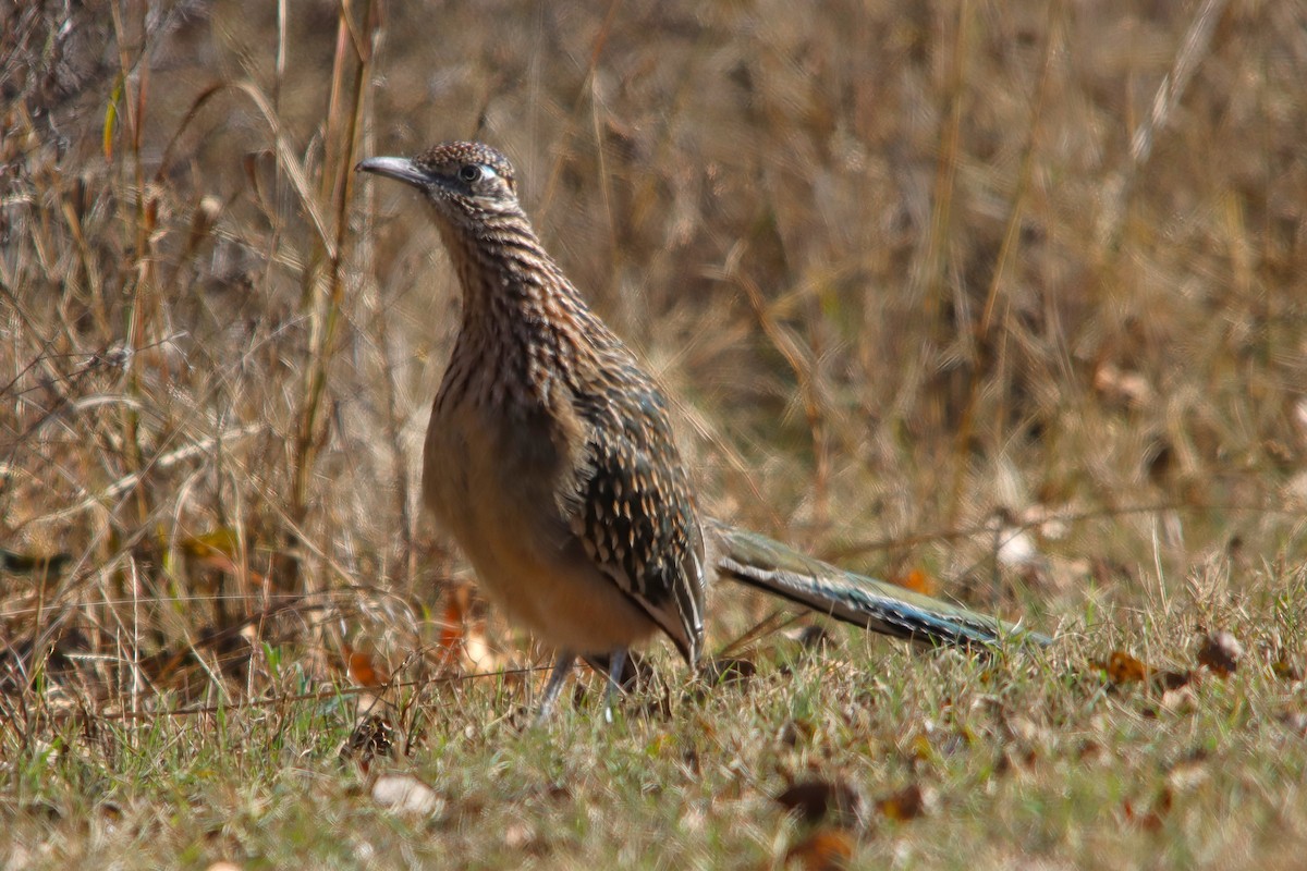 Greater Roadrunner - ML645048813