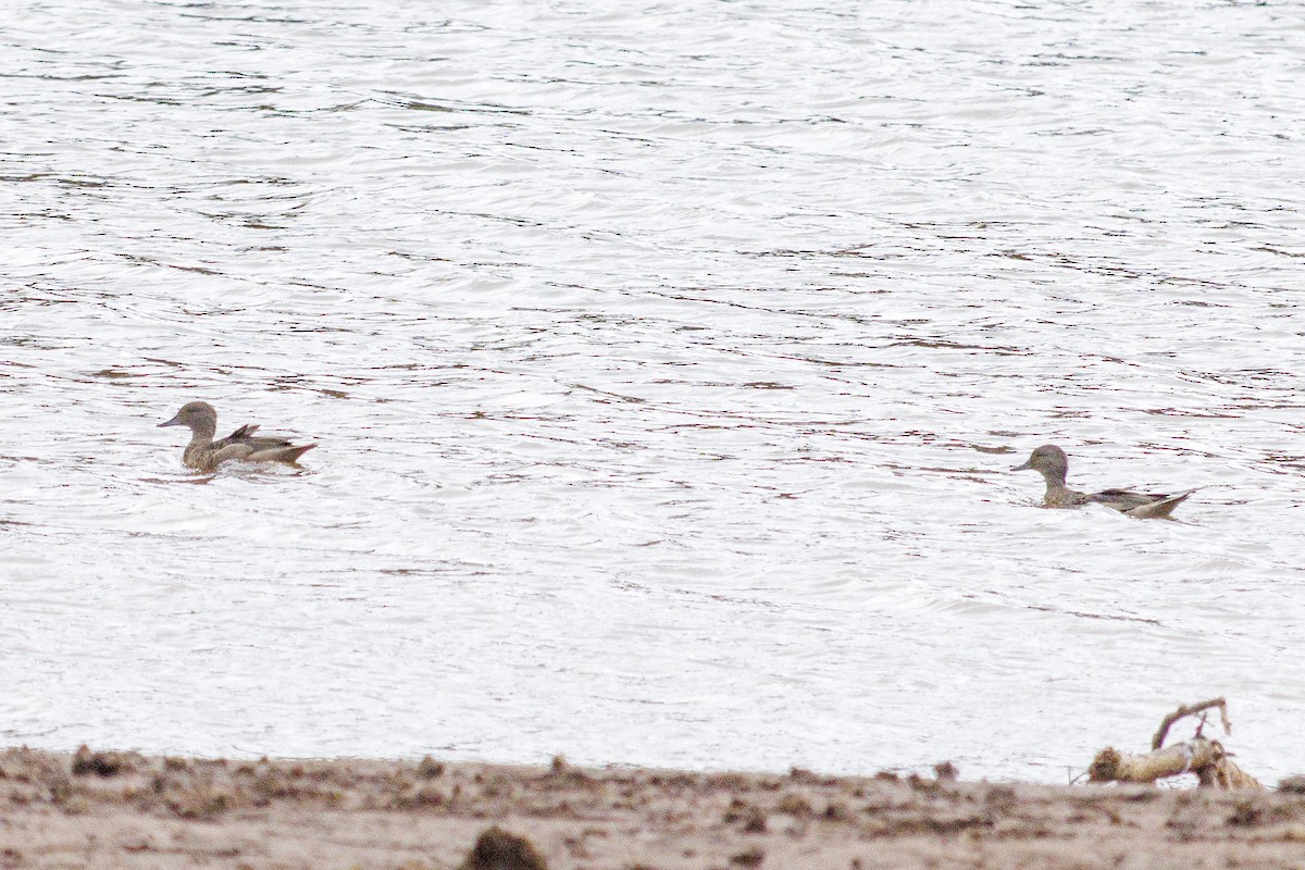 Sarcelle des Andes - ML645048814