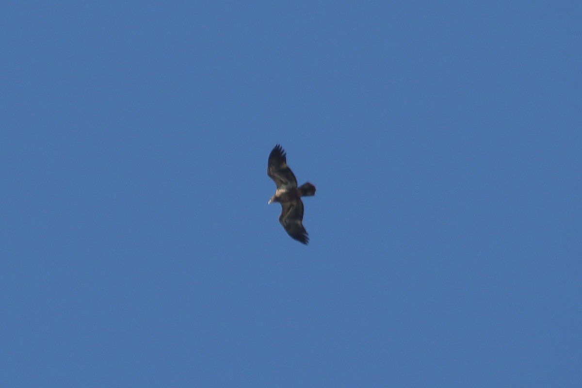 Bald Eagle - ML645048831