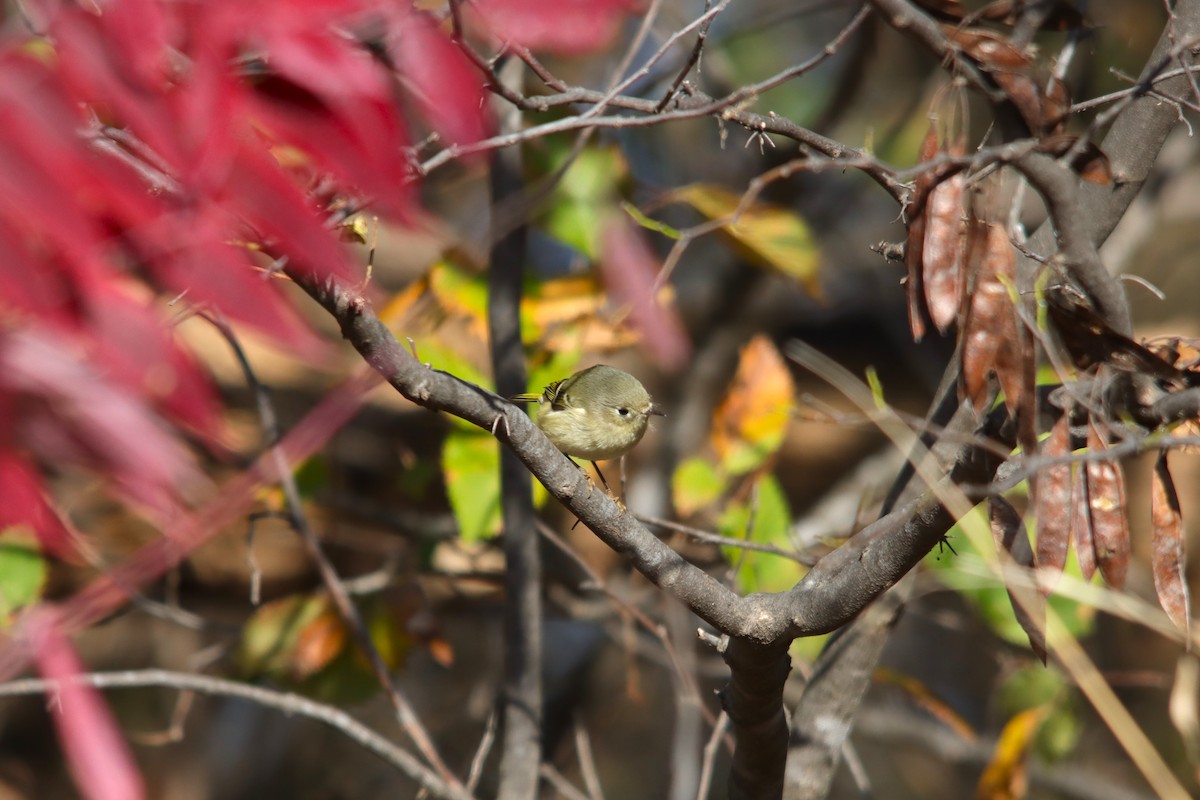 Ruby-crowned Kinglet - ML645048837