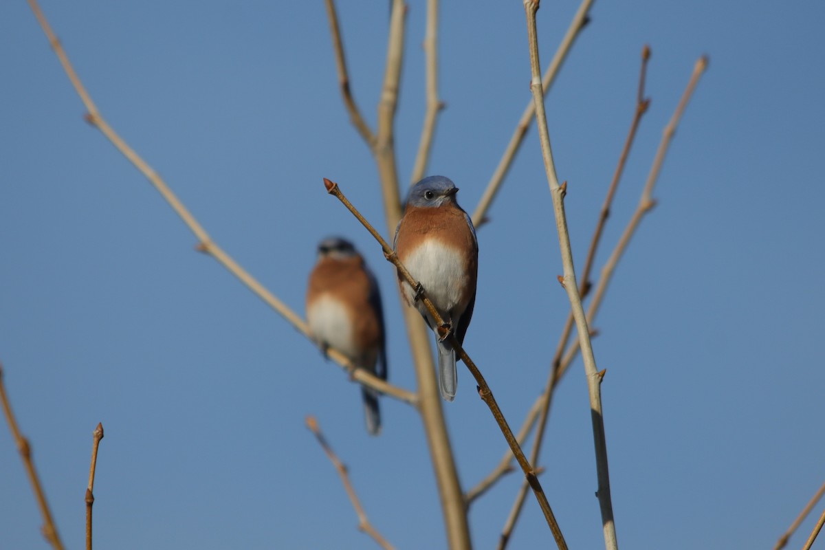 Eastern Bluebird - ML645048839