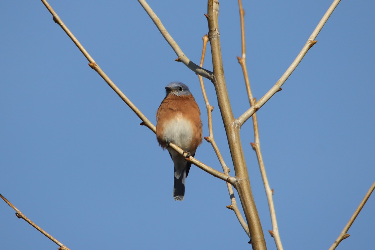 Eastern Bluebird - ML645048840