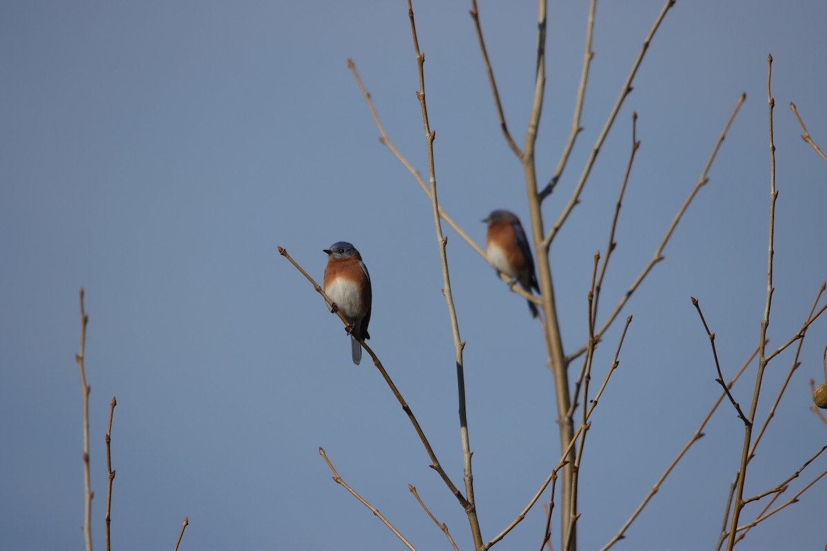 Eastern Bluebird - ML645048841