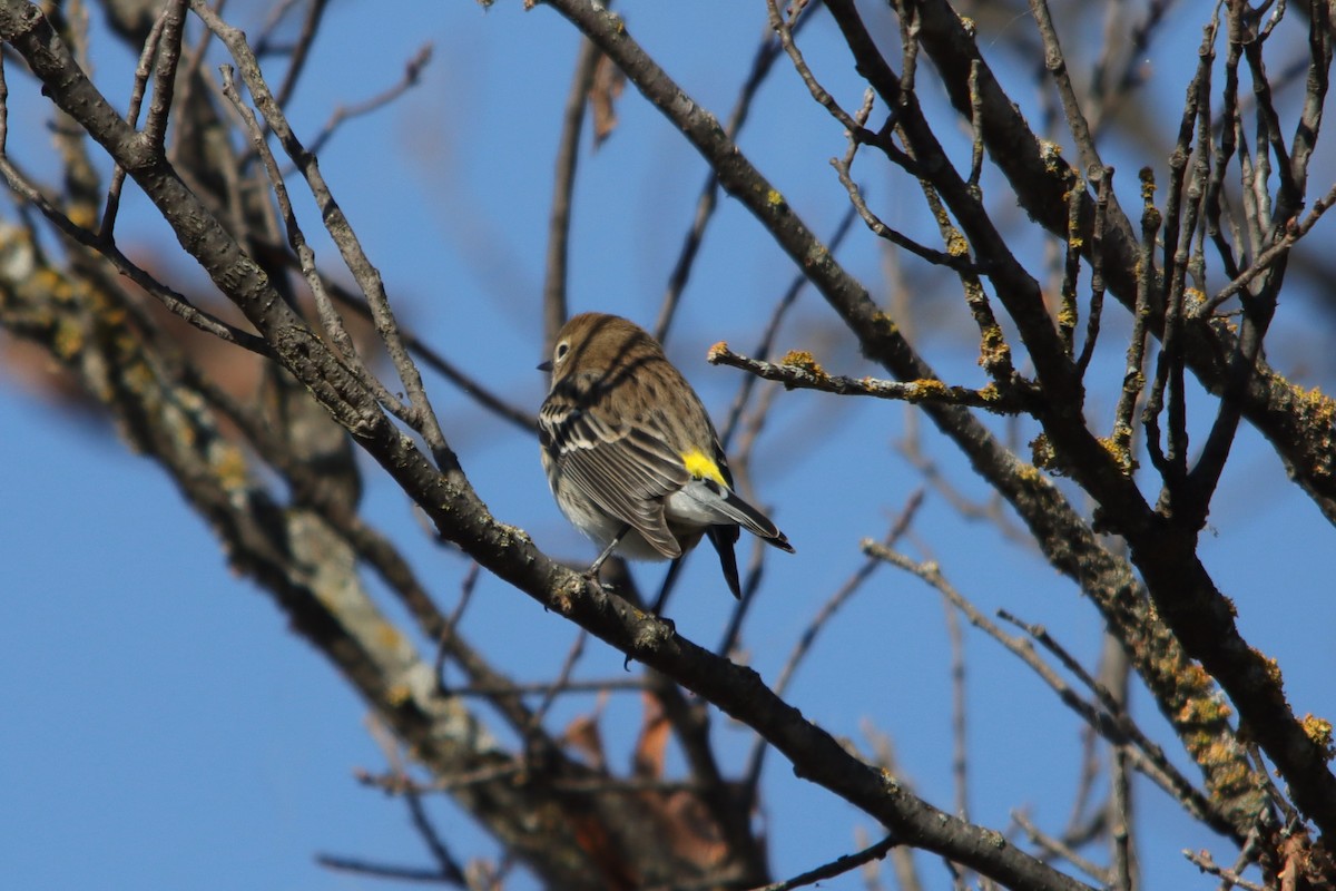Yellow-rumped Warbler - ML645048843