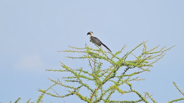 Jackson Boynuzgagası - ML645048853