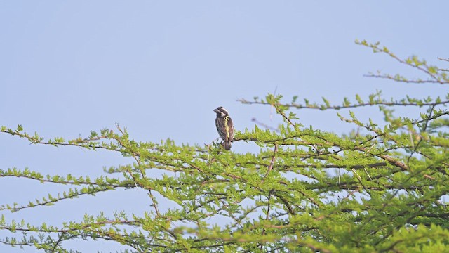 Black-throated Barbet - ML645048854