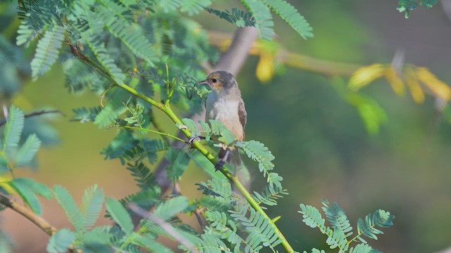 Fare Rengi Çulhakuşu - ML645048855