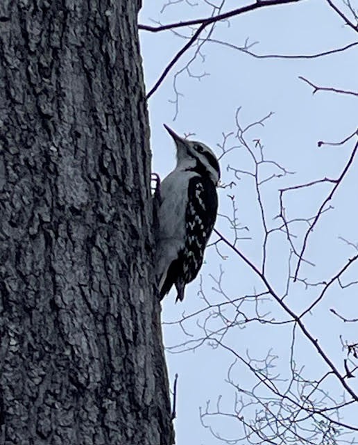 Hairy Woodpecker - ML645048856