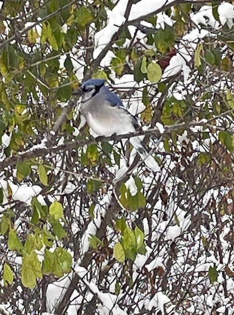 Blue Jay - ML645048864