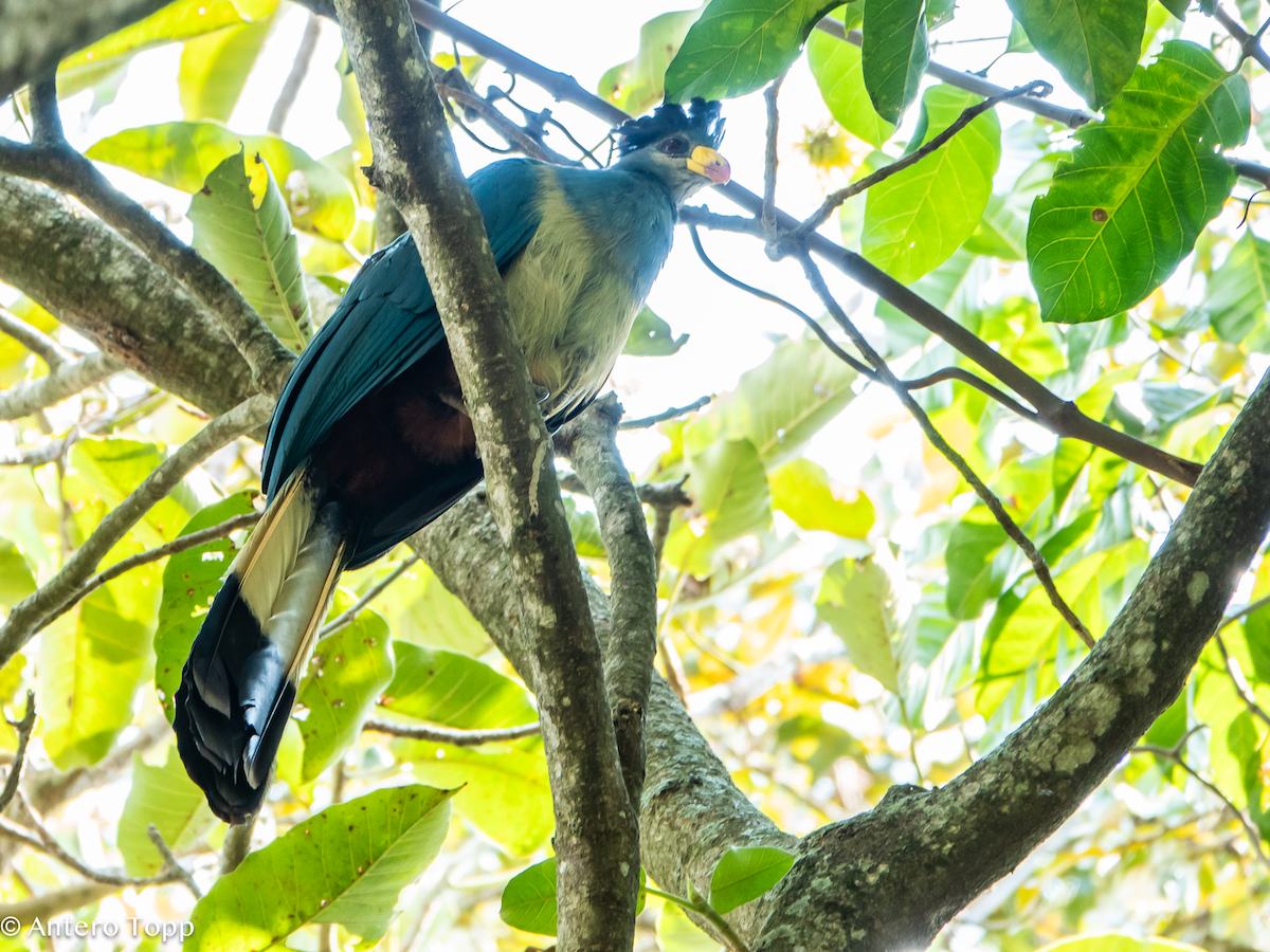 Турако блакитний - ML645048875