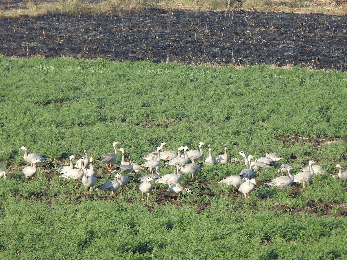 Bar-headed Goose - ML645048882