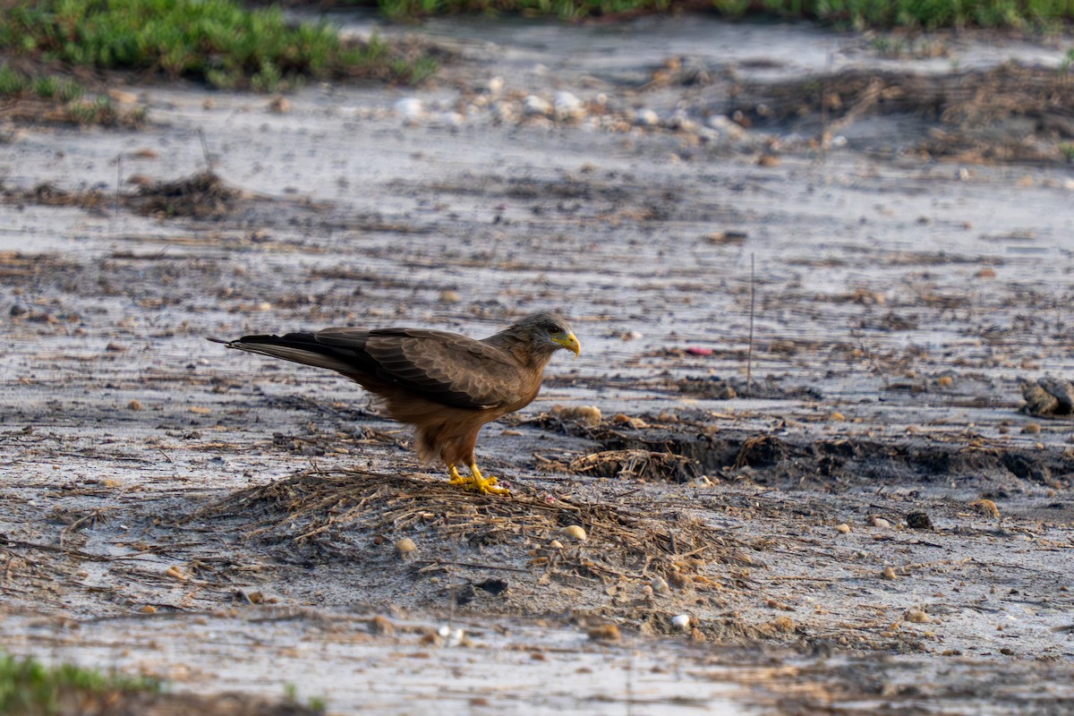 Black Kite - ML645048883