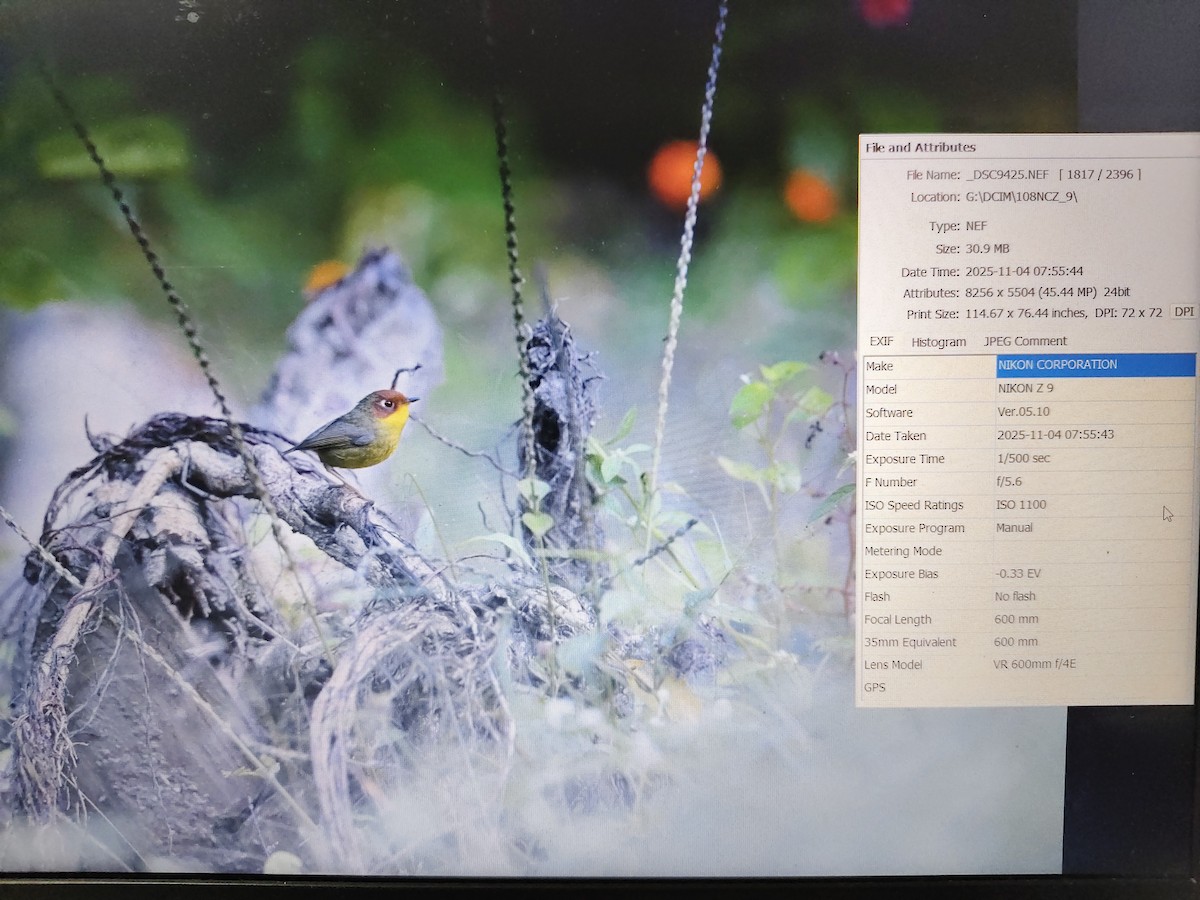 Chestnut-headed Tesia - ML645048884